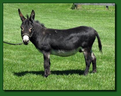 The Elms Rembrandt ~ Miniature Donkey Herd Sire