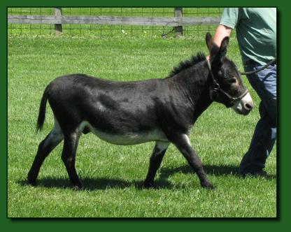 The Elms Rembrandt ~ Miniature Donkey Herd Sire