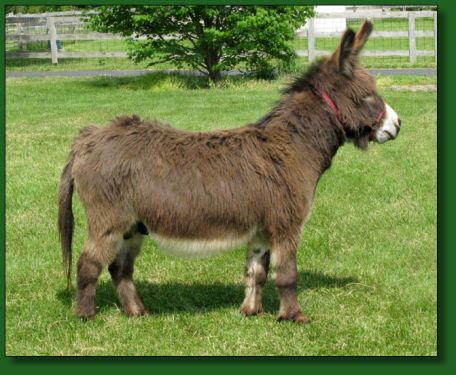 The Elms Lil' Harry Dude, Miniature Donkey Gelding For Sale in his winter, wooly coat.