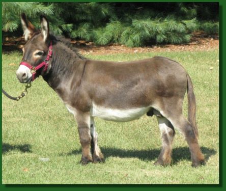 The Elms Lil' Harry Dude, Miniature Donkey Gelding For Sale in his summer coat.