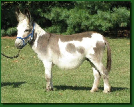 The Elms Orion, miniature donkey gelding for sale in his summer coat.