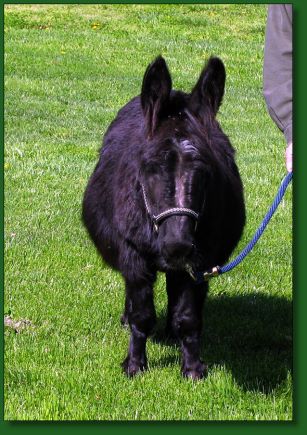 Click photo of miniature donkey for sale to enlarge image