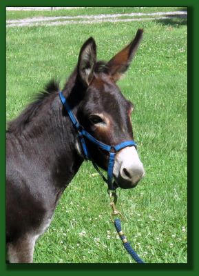 Click photo of donkey for sale to enlarge