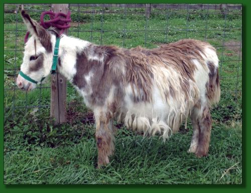 Click photo of miniature donkey to enlarge image.