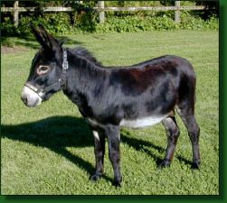 MGF Black Knight, black miniature donkey herd sire