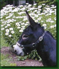 MGF Black Knight, black miniature donkey herd sire