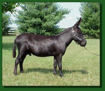 EA Dr. Chaboom - black miniature donkey herd sire