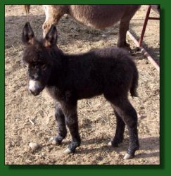 Lot #6 - Merry-Go-Round's Dinky Dazzle, jennet foal