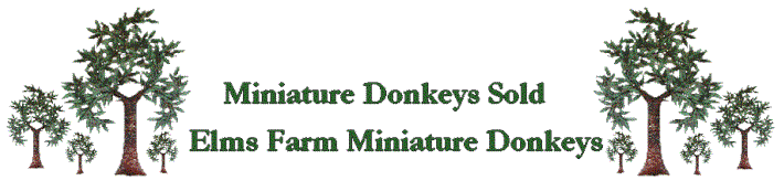 Miniature Donkeys Sold at Elms Farm Miniature Donkeys