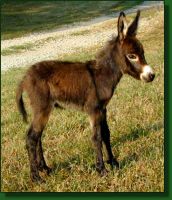 The Elms Sable Princess, miniature donkey foal
