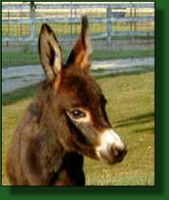 The Elms Sable Princess, miniature donkey foal