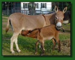 Miniature donkey brood jennet, Windcrest Amber Rose (11,219 bytes)