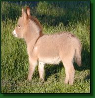 The Elms Red Strider, miniature donkey for sale (11,388 bytes)
