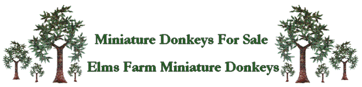 Miniature Donkeys For Sale - Elms Farm Miniature Donkeys